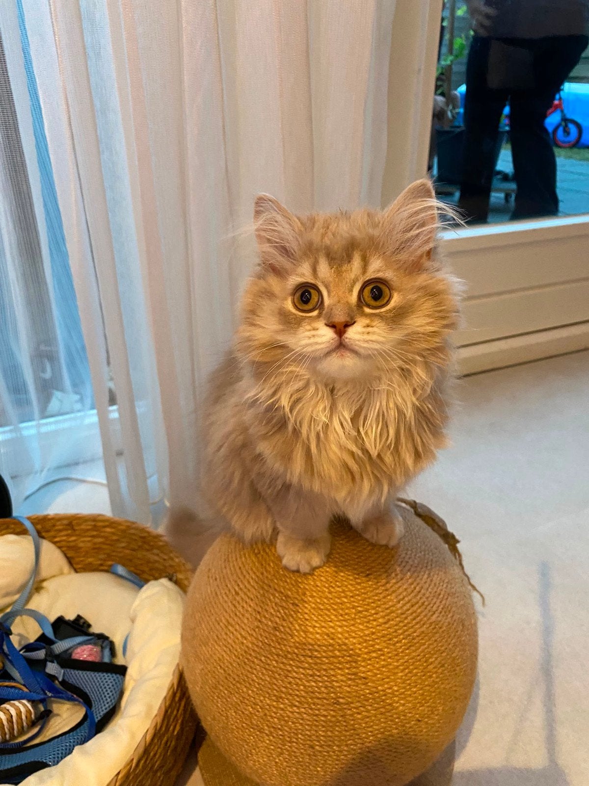 Lieve Britse Langhaar kitten zoekt een liefdevol thuis ️, Kater