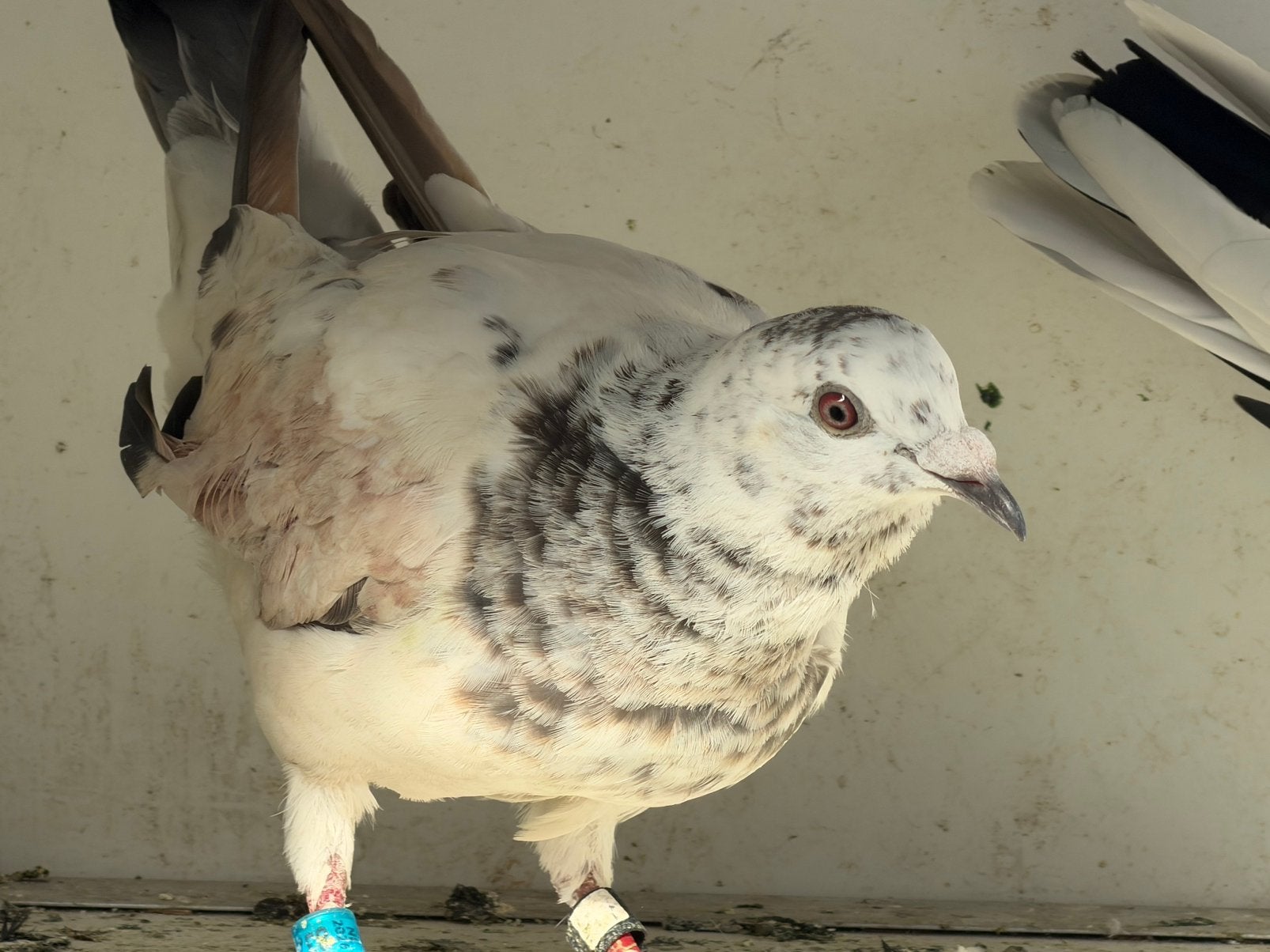 Pakistaanse hoogvliegers – mooi koppel te koop, Meerdere dieren, Geringd