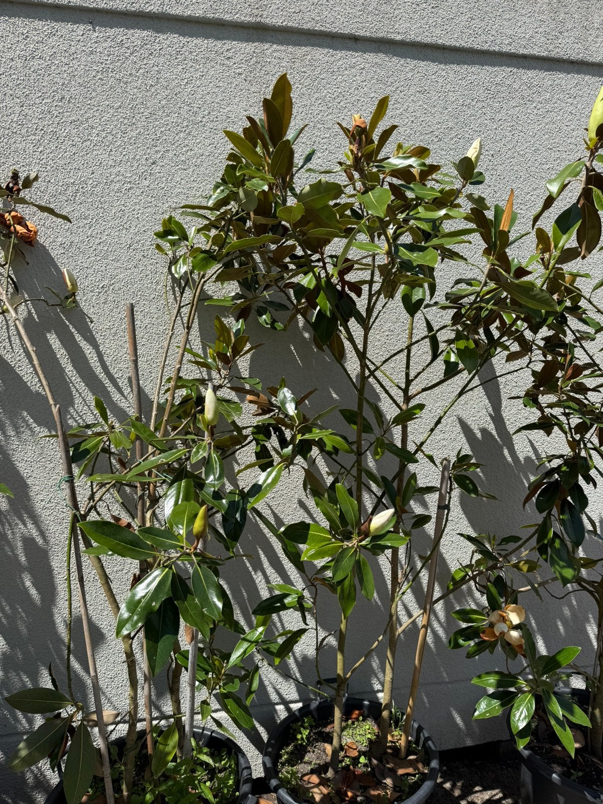 Magnolia grandi flira litle jenn grote struik  nu 39,95, Ophalen, Overige soorten, Struik, 100 tot 250 cm