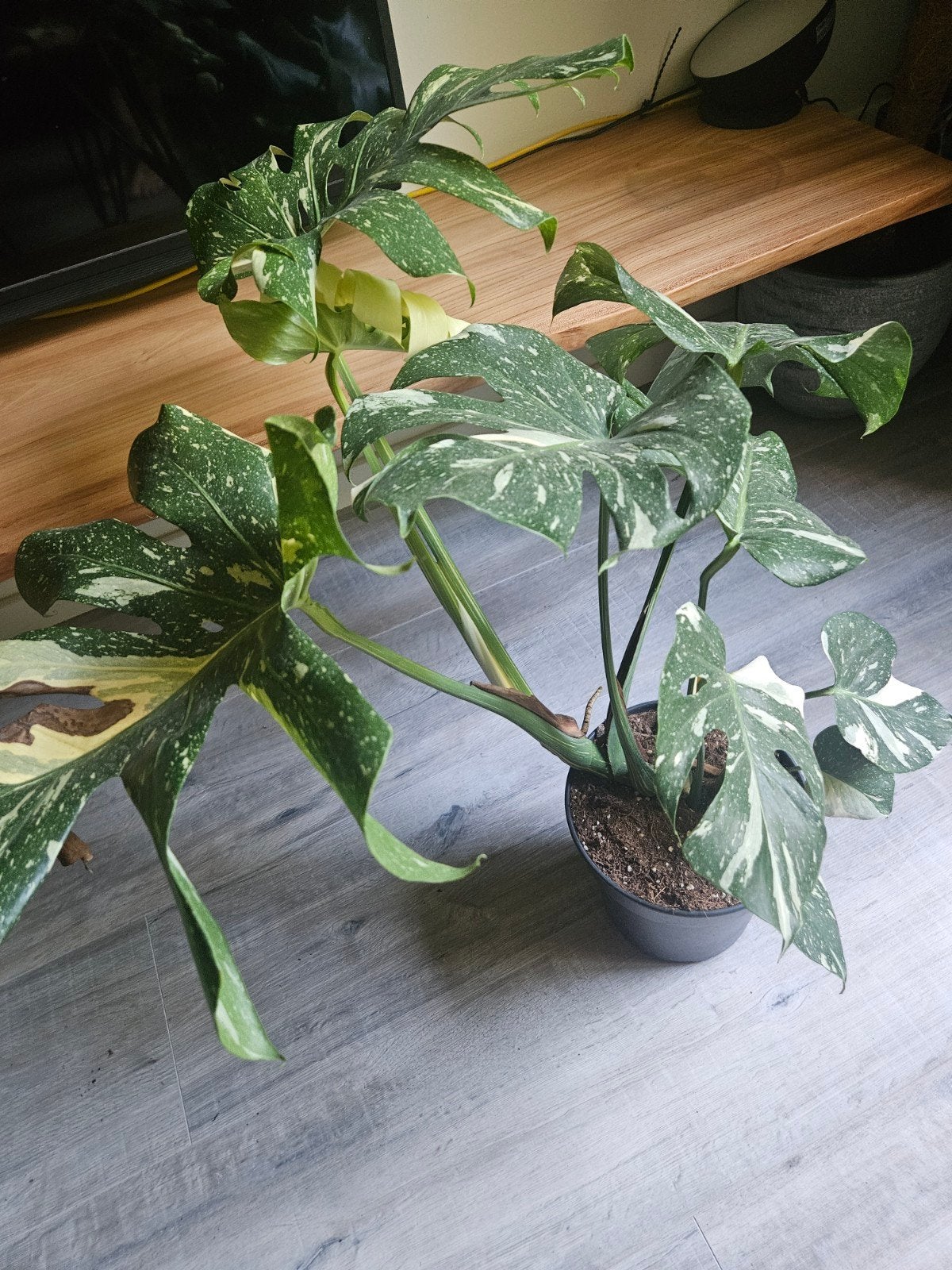Monstera 'Thai Constellation' - Zeldzame Gatenplant, Tuin en Terras, Vaste plant, Bloeit niet, Halfschaduw, Ophalen