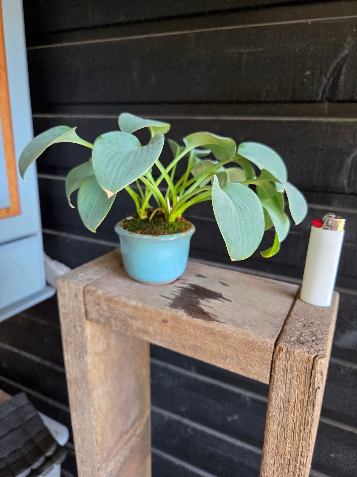Hosta accentplantje voor bonsai, Tuin en Terras, Planten | Tuinplanten, Ophalen of Verzenden