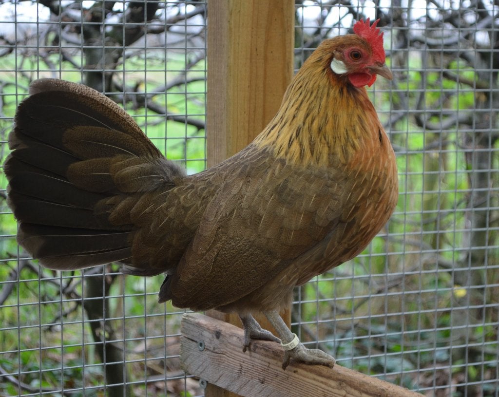 Drentse krielen, Dieren en Toebehoren, Pluimvee, Vrouwelijk, Kip
