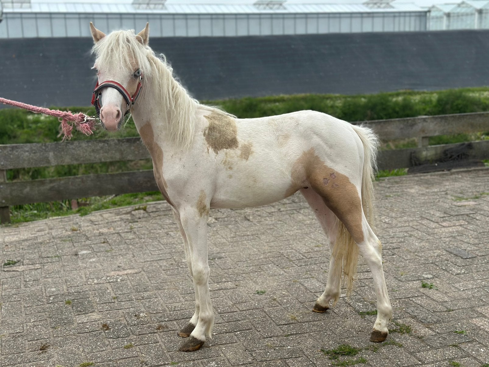 Zeer mooie palomino bonte pony, Dieren en Toebehoren, Pony's, 0 tot 2 jaar, Hengst, A pony (tot 1.17m), Gechipt