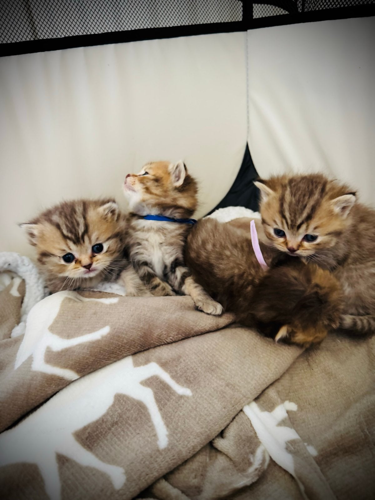 British Shorthair Kittens vanaf 4 September, Dieren en Toebehoren, Katten en Kittens | Raskatten | Korthaar, Meerdere dieren, 0 tot 2 jaar