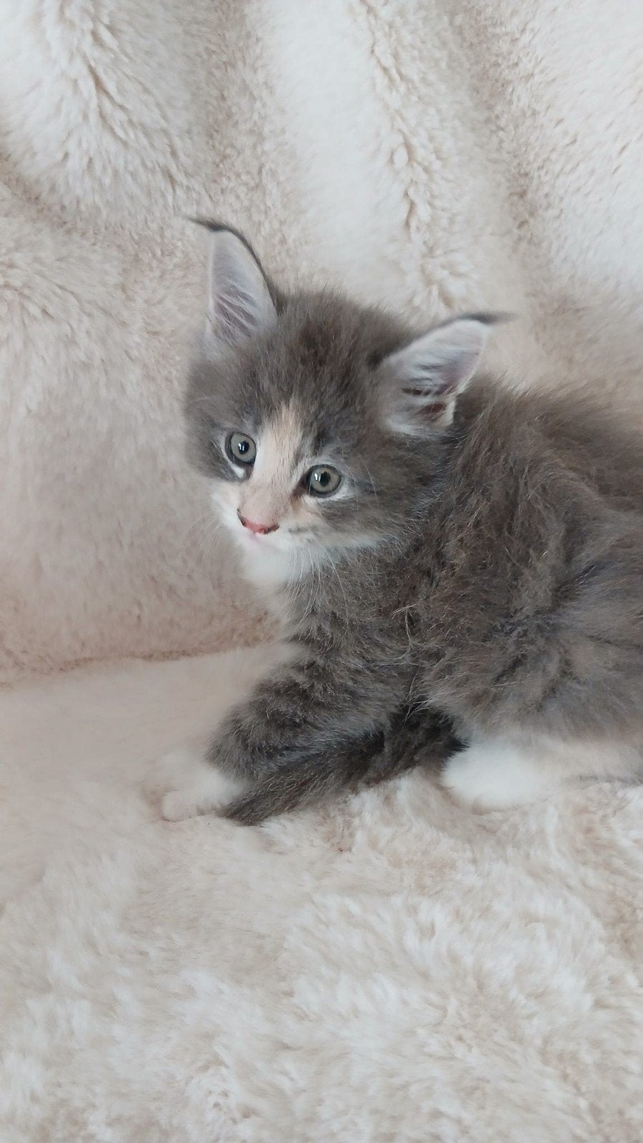 Maine Coon XL X Europees Noorse boskat kittens, Dieren en Toebehoren, Katten en Kittens | Raskatten | Langhaar, Meerdere dieren