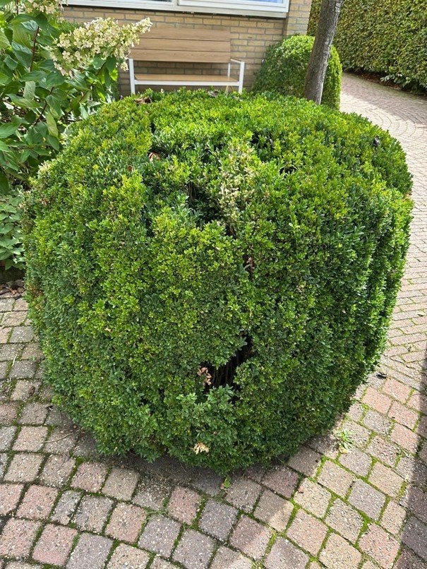 Pracht grote buxus, Ophalen, Buxus, Struik, Minder dan 100 cm