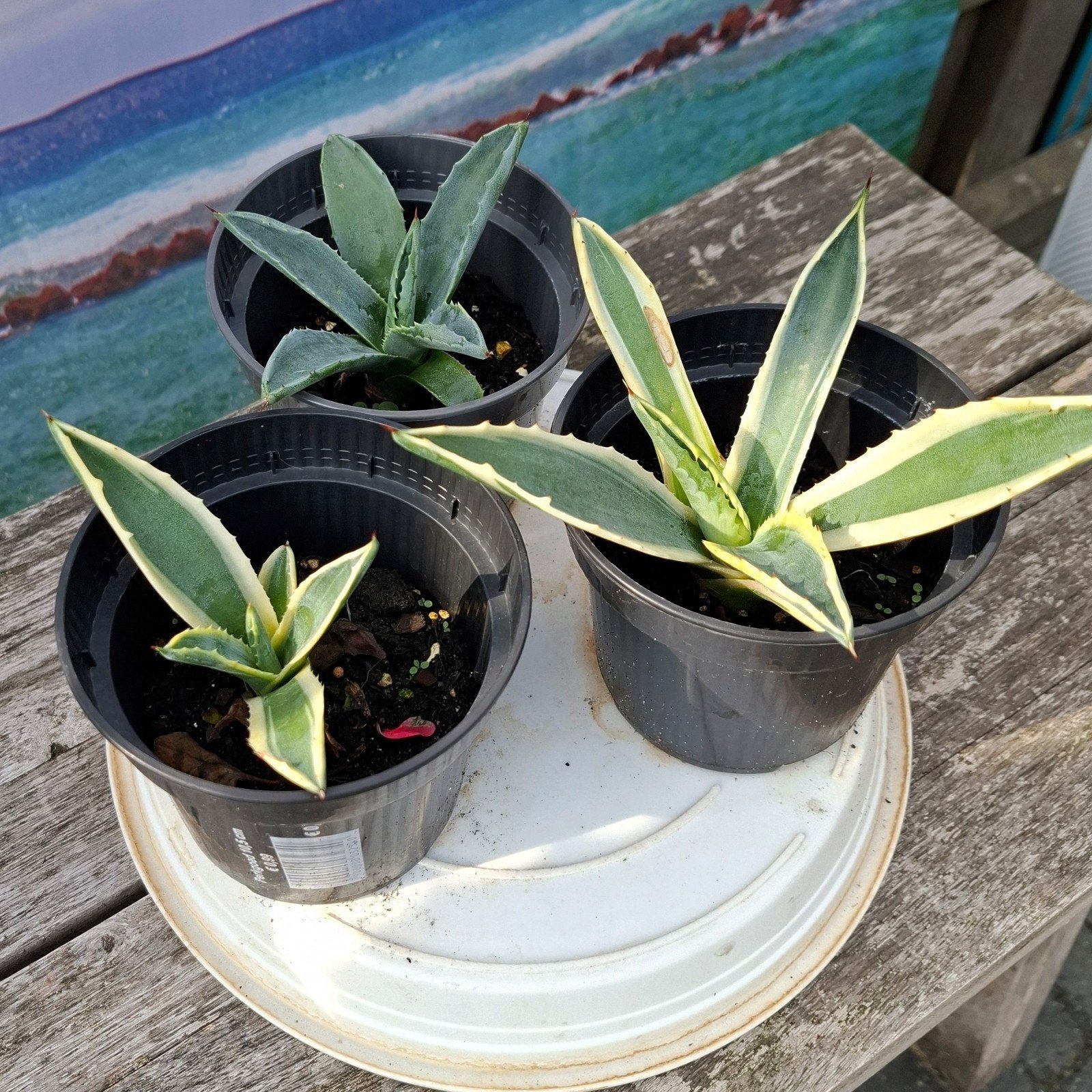 Agave Americana stekjes €5 per stuk, alle 3 voor €12,50, Tuin en Terras, Ophalen, Bloeit niet, Overige soorten, Volle zon