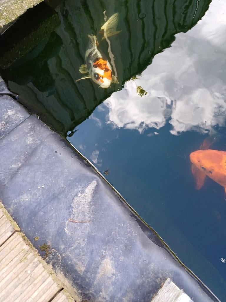 Koi, Ophalen
