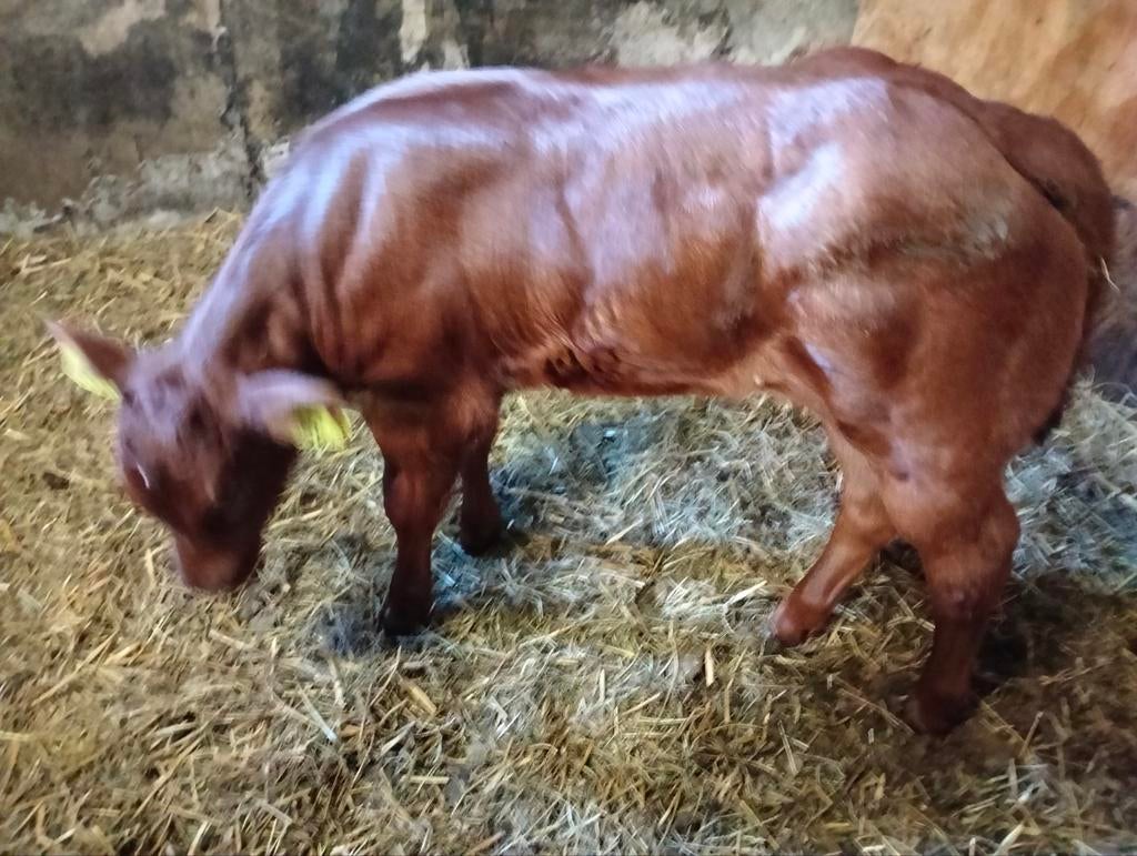 TE KOOP SUPER MOOI DIKBIL VAARS KALF.Geb 30-04-2026 verkocht, Dieren en Toebehoren, Runderen, Vrouwelijk
