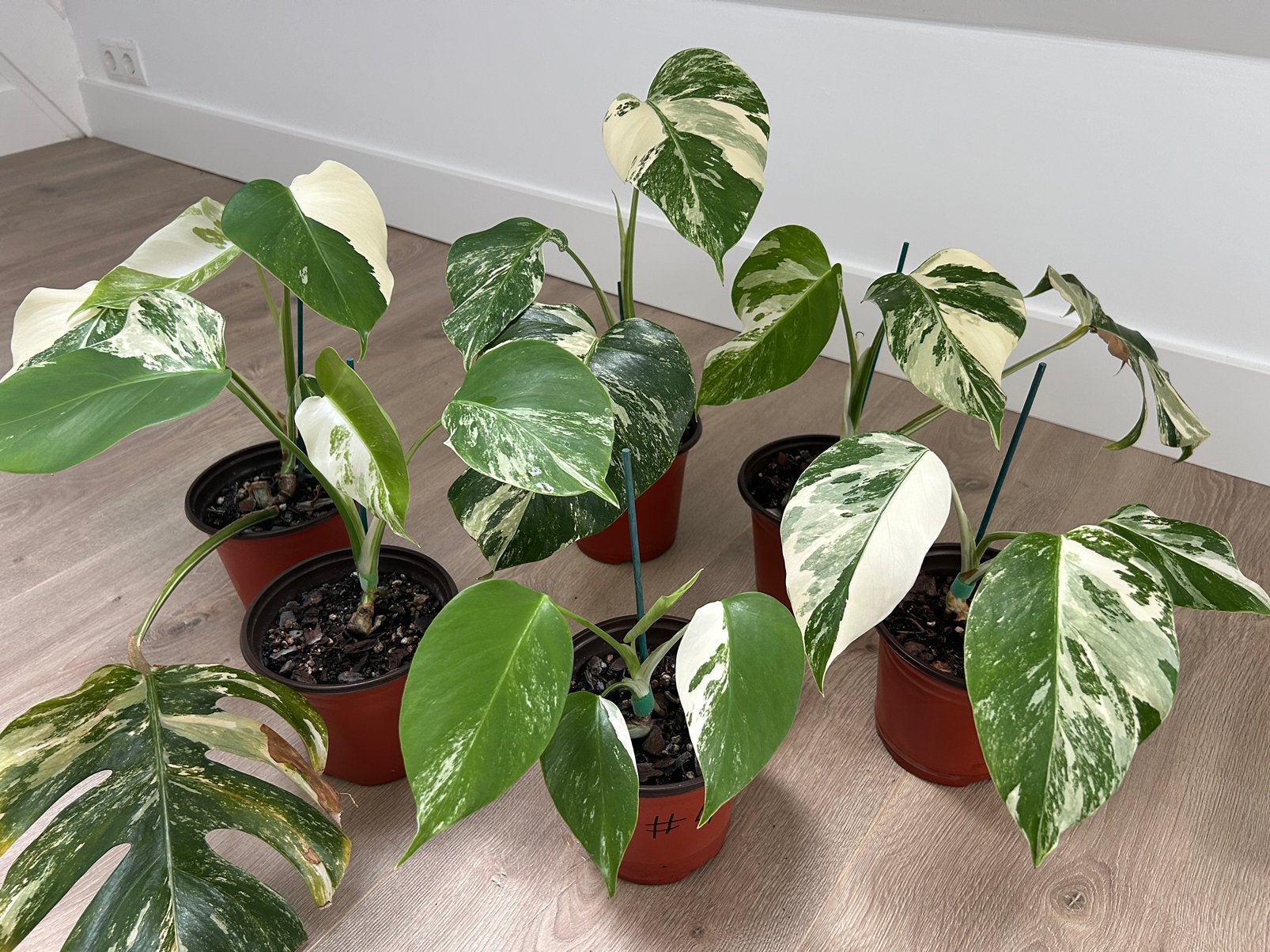 Monstera Albos, Ophalen, Halfschaduw, Minder dan 100 cm