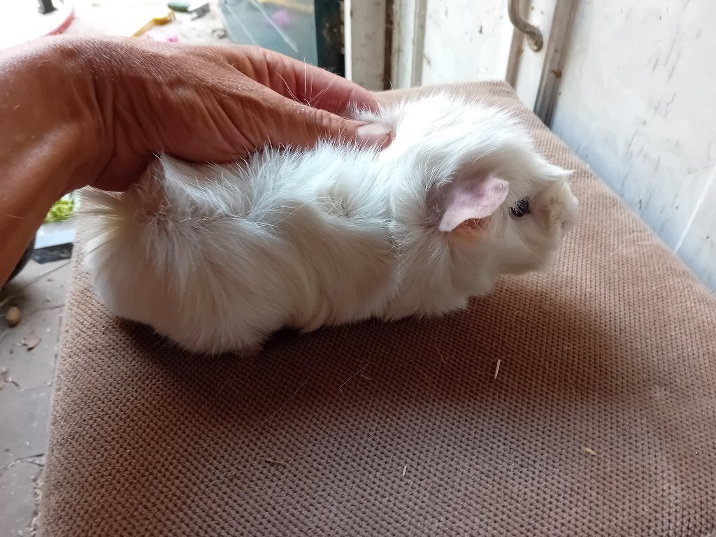 Cavia beertje, Februari, Mannelijk, Cavia