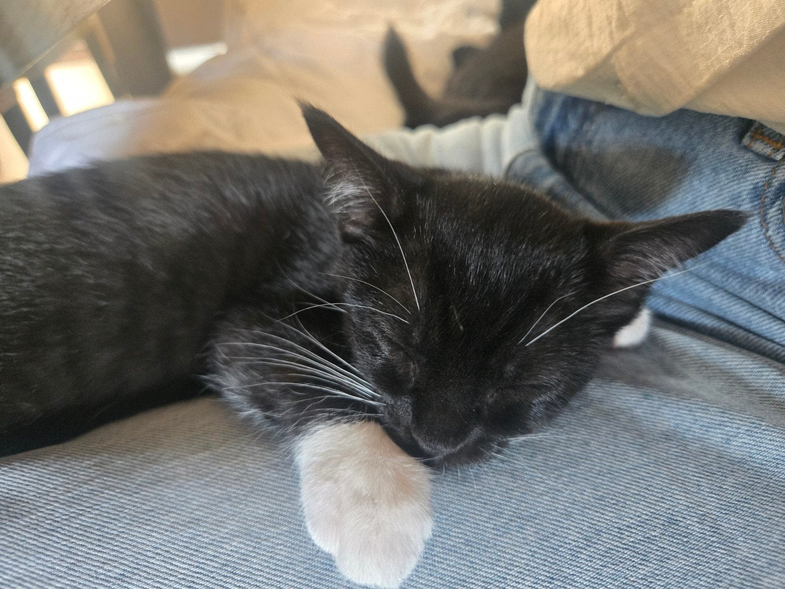 Ragdoll kitten te koop, Meerdere dieren, 0 tot 2 jaar