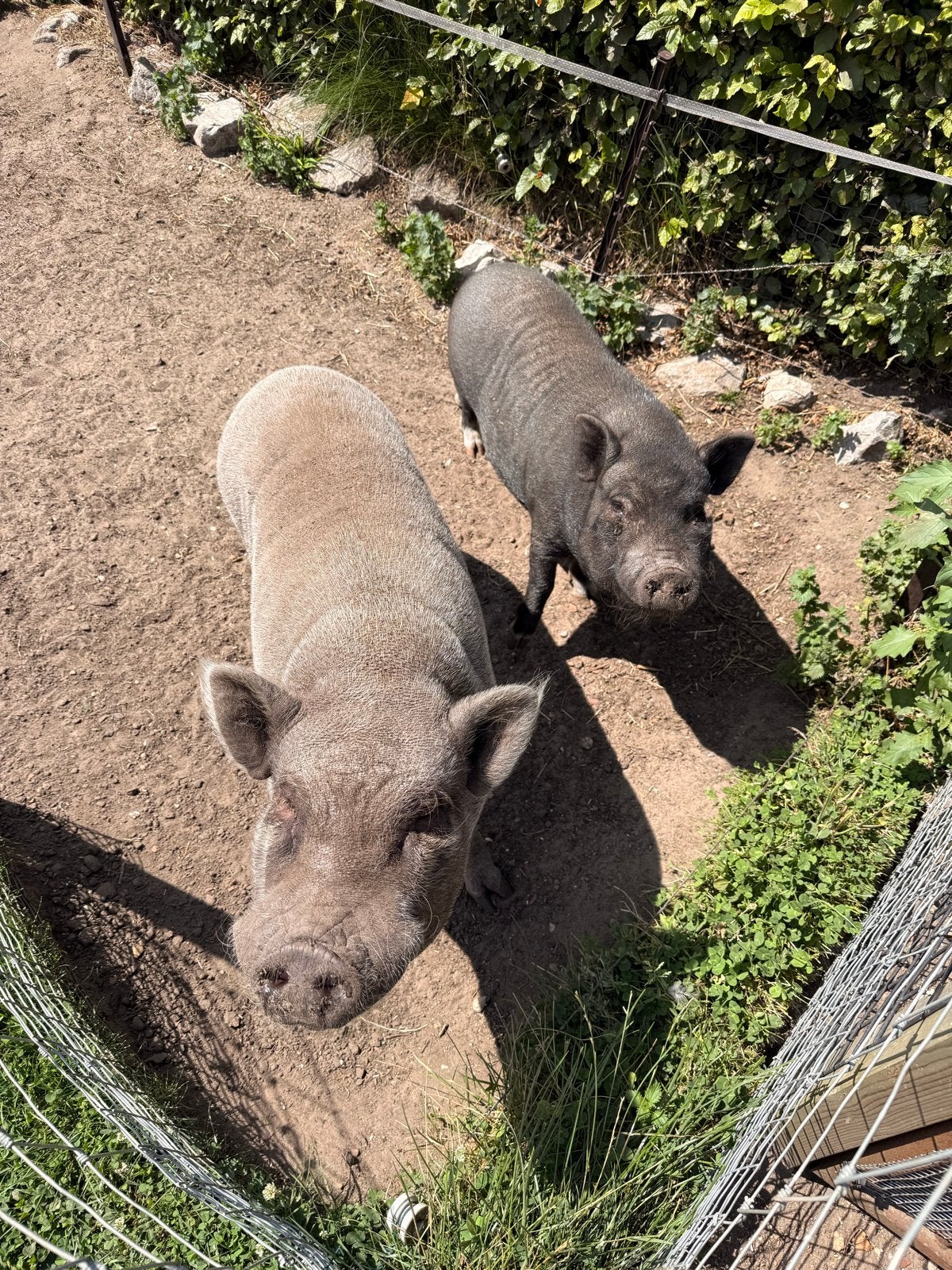 Leuke varkentjes te koop, Dieren en Toebehoren, Meerdere dieren, Schaap