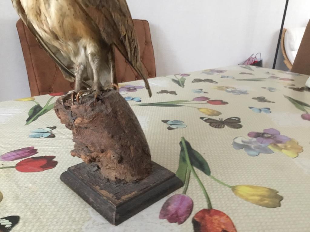 Opgezette Kerkuil - Prachtig Decoratief Stuk, Verzamelen, Ophalen, Gebruikt, Vogel, Opgezet dier