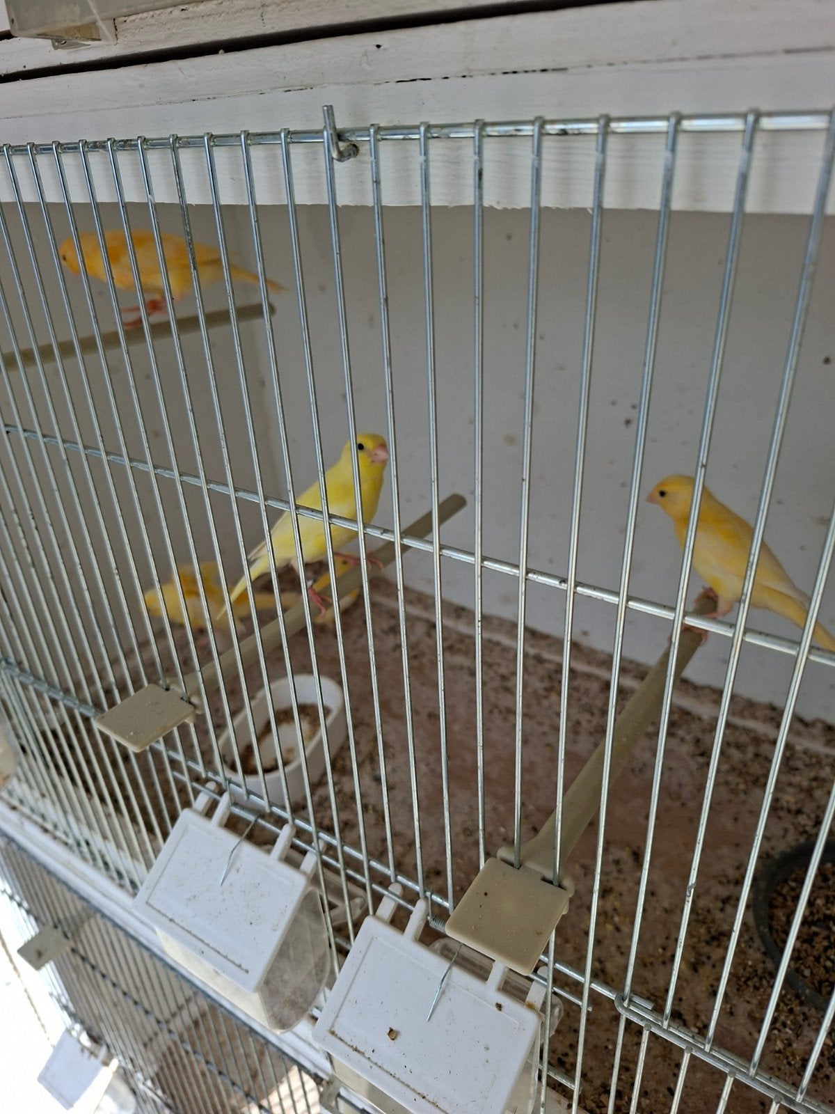 Jonge kanaries, Dieren en Toebehoren, Vogels | Kanaries