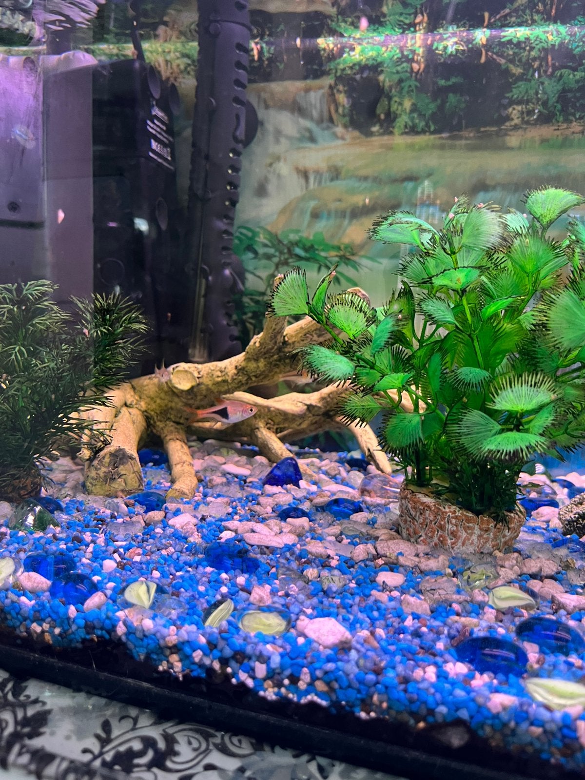Aquarium te koop, Vis