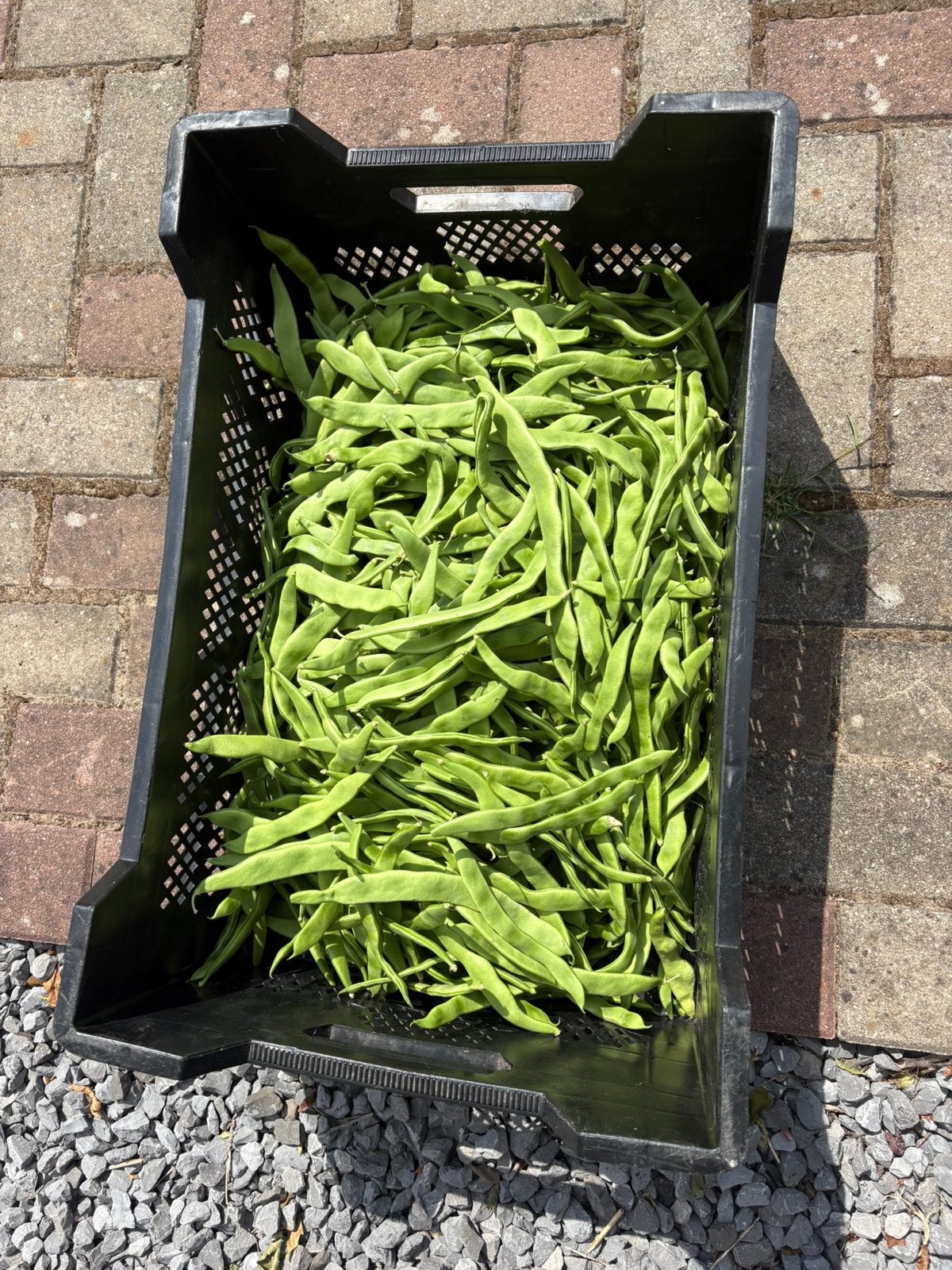 Snijbonen, Ophalen