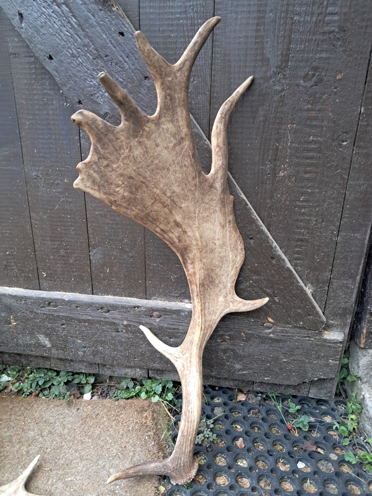 Damhert geweistang, Ophalen of Verzenden, Gebruikt, Wild dier, Gewei of Kop