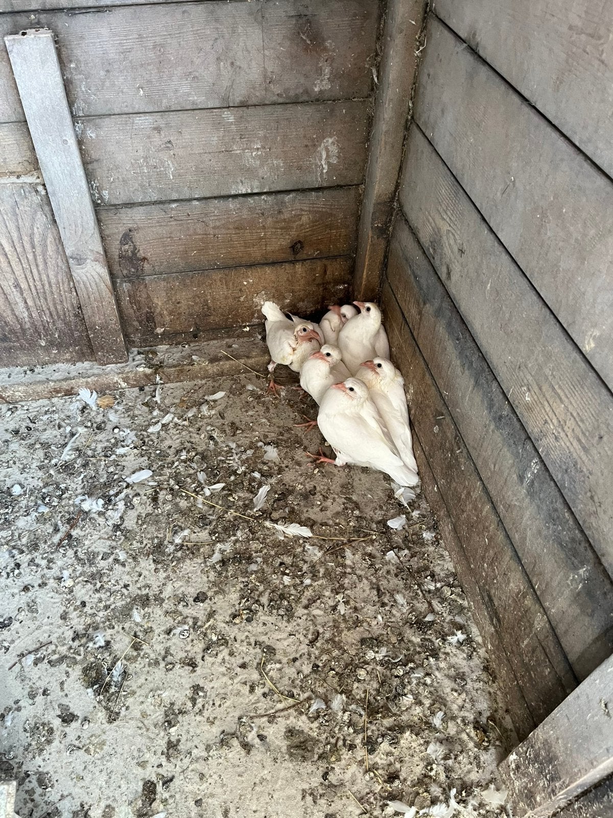 Te koop witte postduiven piepers, Dieren en Toebehoren, Pluimvee, Geslacht onbekend, Overige soorten