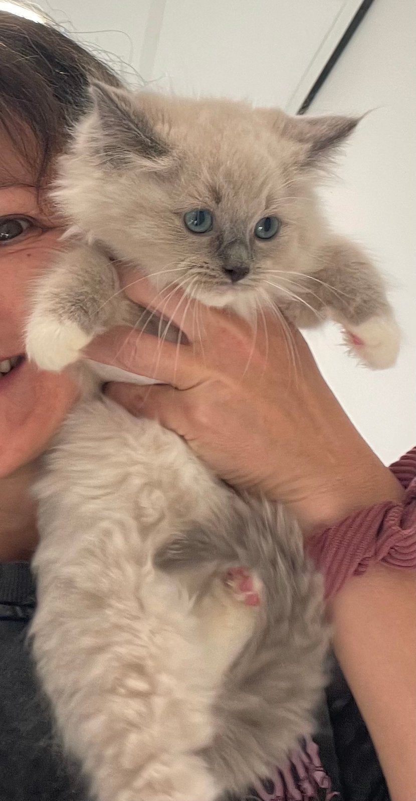 Ragdol kittens, Meerdere dieren, Gechipt