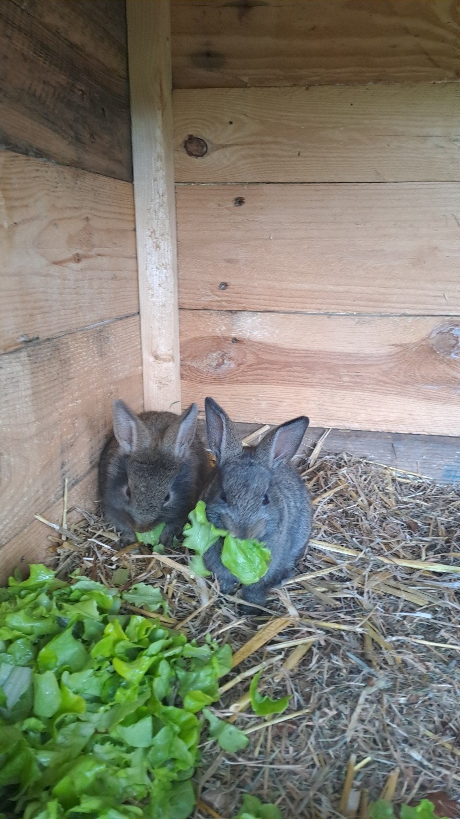 Jonge konijntjes, Dieren en Toebehoren, Konijnen, Meerdere dieren, Klein