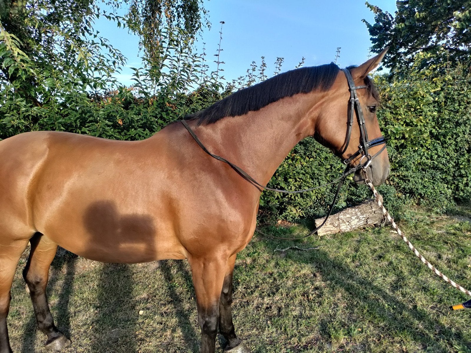 Mooie merrie te koop, Dieren en Toebehoren, Paarden, Merrie, Dressuurpaard, 7 tot 10 jaar, 165 tot 170 cm