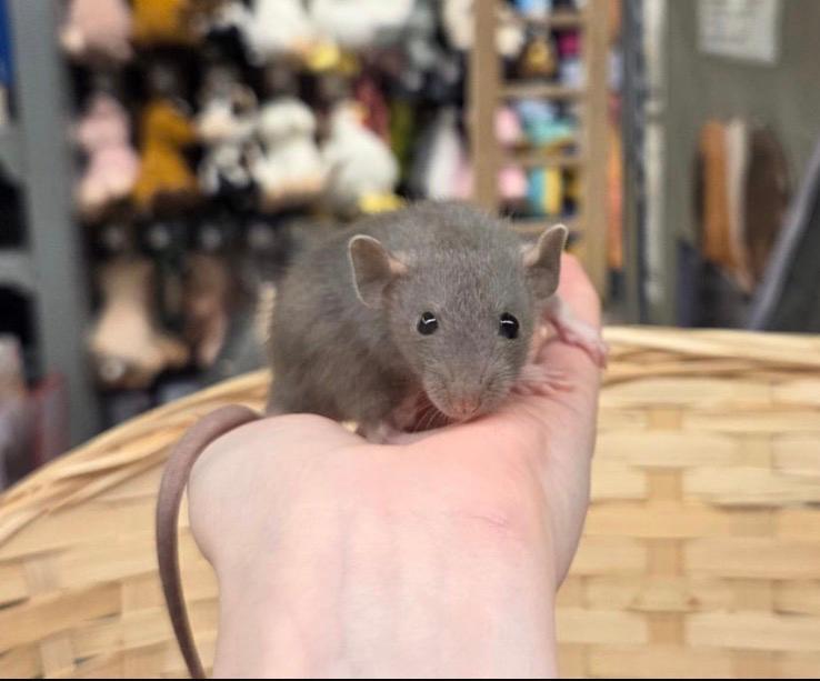 Jonge lieve tamme dwergratten ( vrouw, rechtstreeks fokker), Dieren en Toebehoren, Knaagdieren, Rat, Februari, Vrouwelijk, Tam