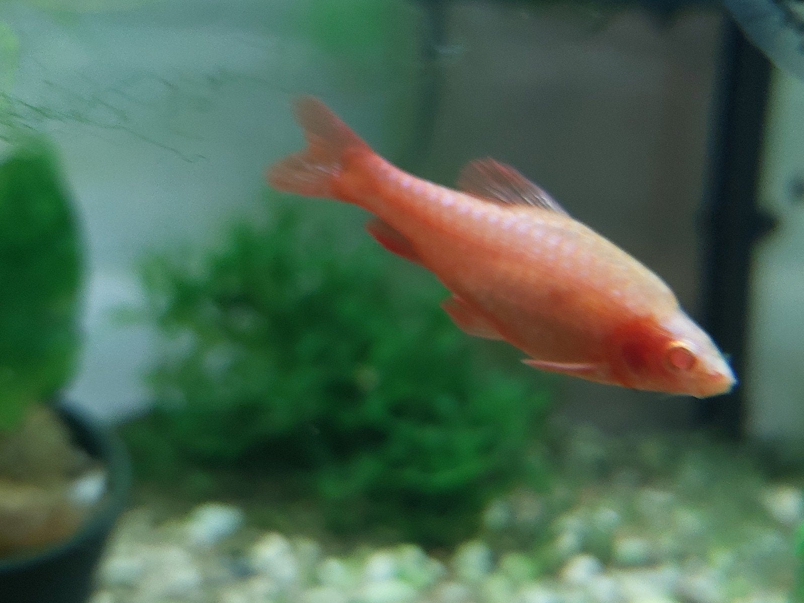 2x Barbus Titteya / sherry barbeel albino - man en vrouw, Vis, Zoetwatervis, Schoolvis