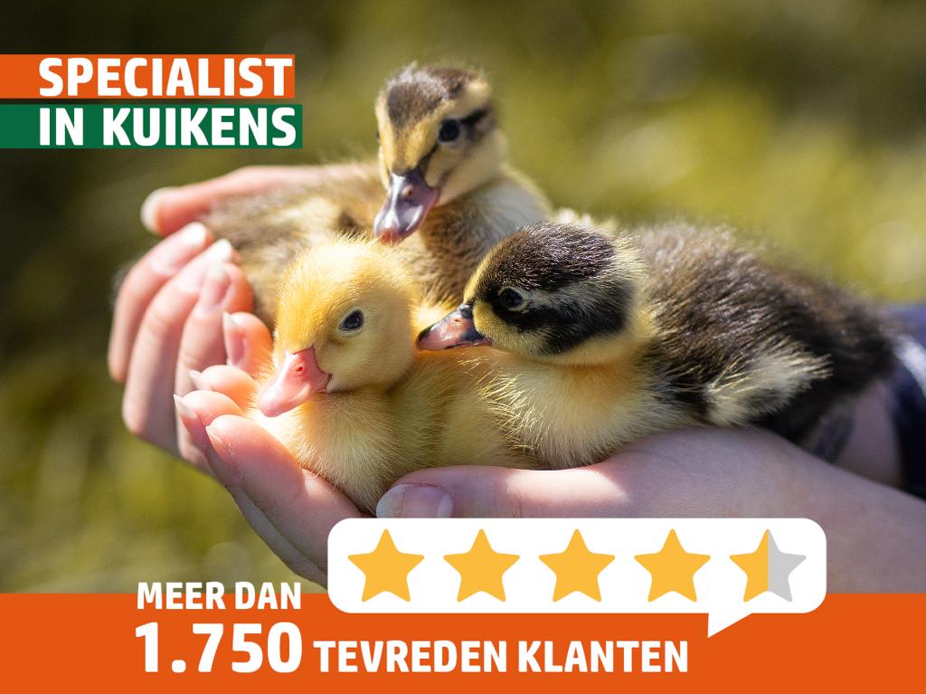 Indische loopeenden kuikens | Gesekst, Dieren en Toebehoren, Pluimvee, Eend, Meerdere dieren