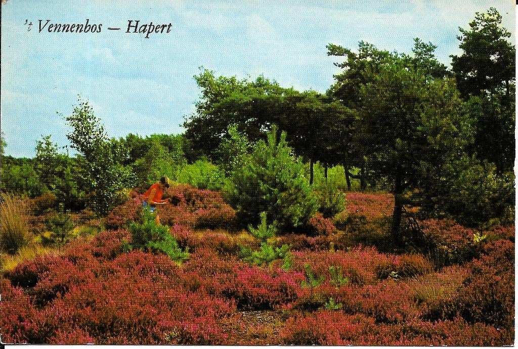 Ansichtkaart	Hapert	Het Vennebos	heide, Verzenden, 1980 tot heden, Gelopen, Gelderland
