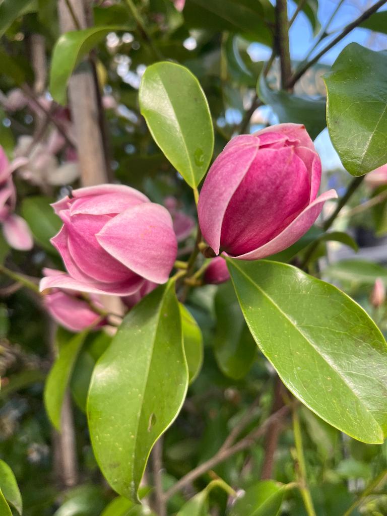 magnolia michelia fairy strawberry , groenblijvend NIEUW NEW, Overige soorten, Lente, 400 cm of meer, Ophalen