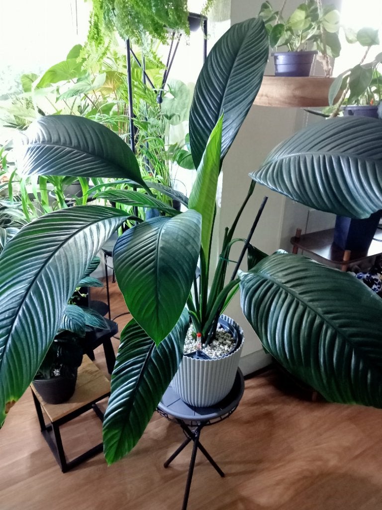 Spathiphyllum Sensation, Ophalen, Halfschaduw, Minder dan 100 cm