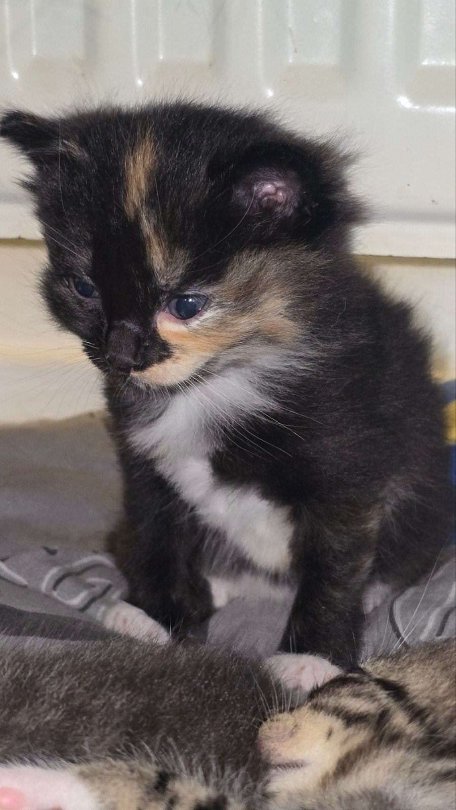 3 mooie kittens, Dieren en Toebehoren, Meerdere dieren, Kortharig, 0 tot 2 jaar