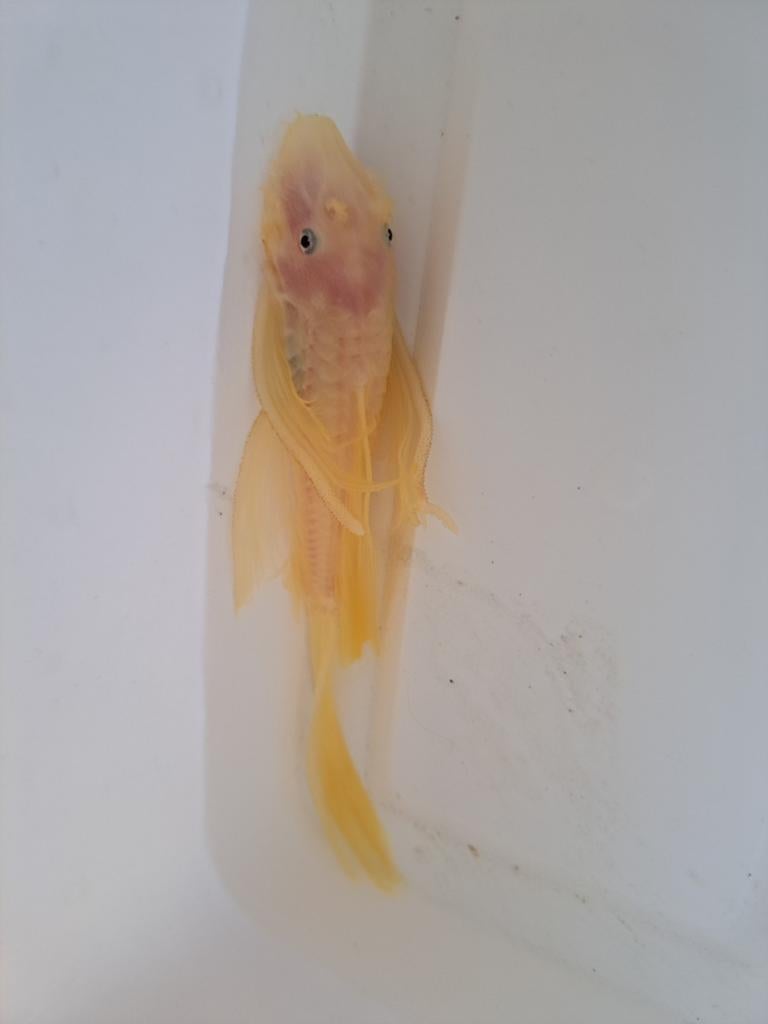 Gezocht een longfin vrouw voor deze man, Vis