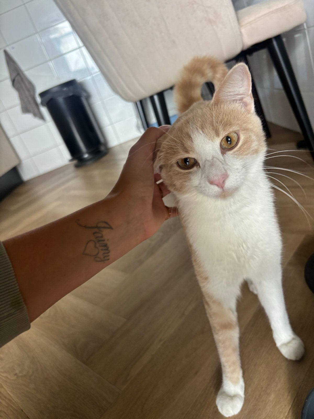 Henkie 1 jaar oud gecastreerd, Kater, Kortharig, 0 tot 2 jaar