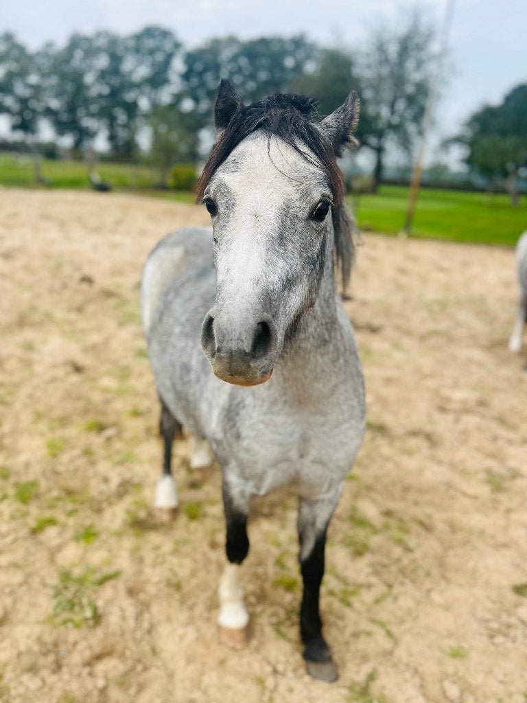 Stoere kinderpony of fokmerrie, Merrie, Met stamboom, 0 tot 2 jaar, A pony (tot 1.17m)