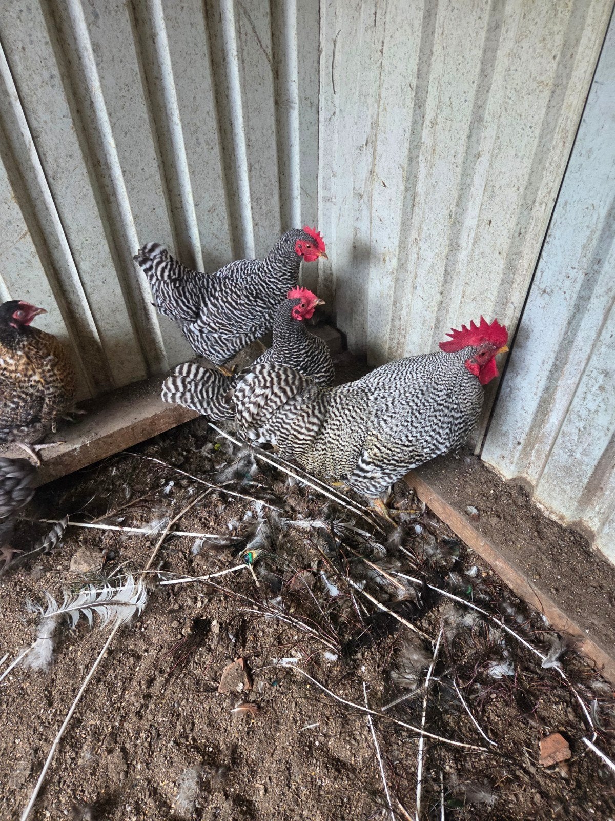 te koop amrock kriel, Dieren en Toebehoren, Pluimvee, Meerdere dieren, Kip