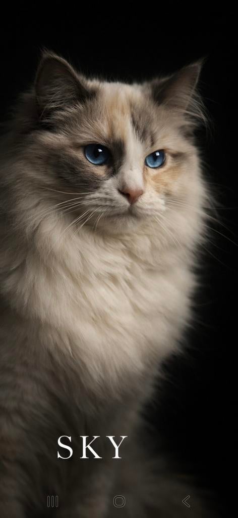 Bijzondere tortie Ragdoll (met stamboom)zoekt gouden mandje, Poes, Langharig, 0 tot 2 jaar