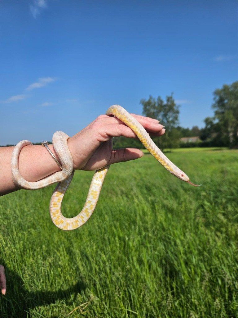Rattenslang Kwartel zoekt een huisje! Rat Snake - unknown for sale from Opvangcentrum de Maashorst