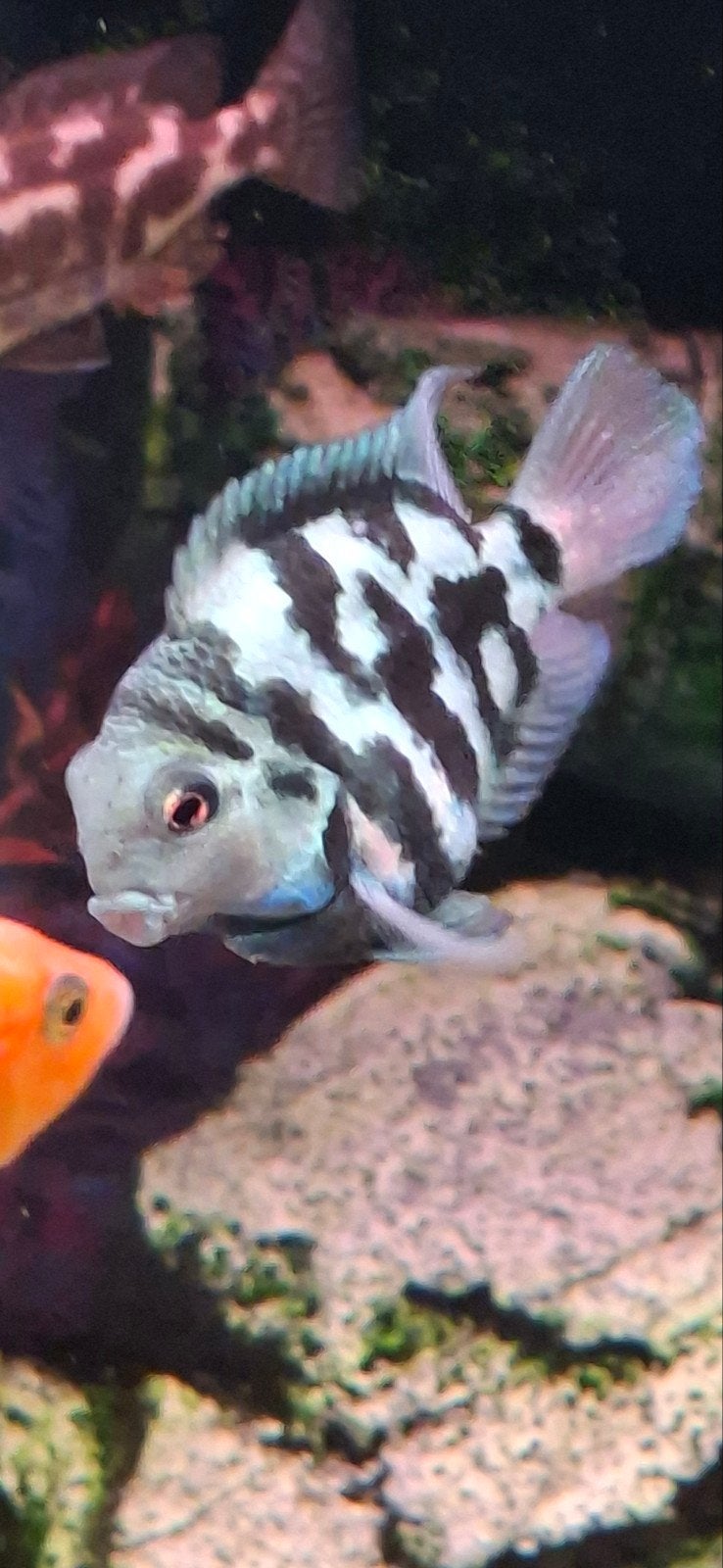 zebra parrots te koop a 2 euro per stuk, Vis, Zoetwatervis