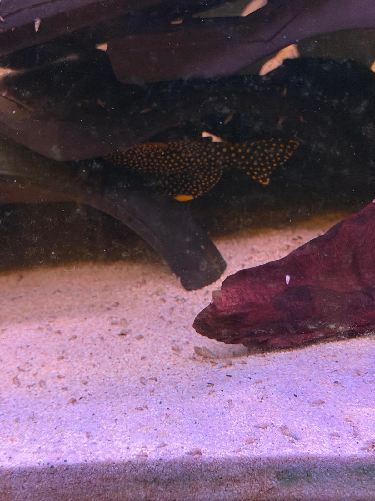 L018 Baryancistrus Xanthellus Golden Nugget Pleco, Dieren en Toebehoren, Vis