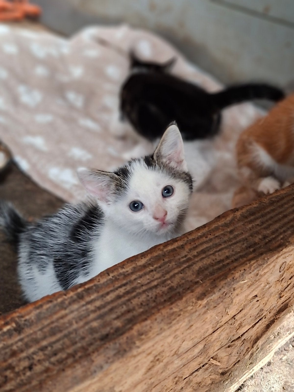kittens, Meerdere dieren