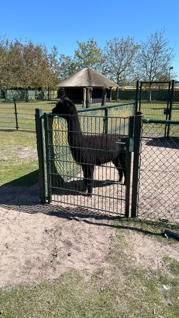 Alpaca merrie met stamboom, Dieren en Toebehoren, Overige Dieren, Augustus, Vrouwelijk