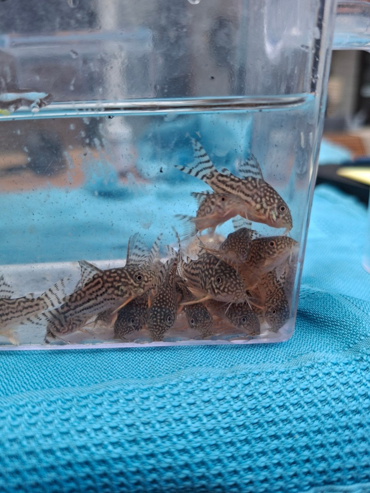 corydoras sterbai 2cm en groter, Vis