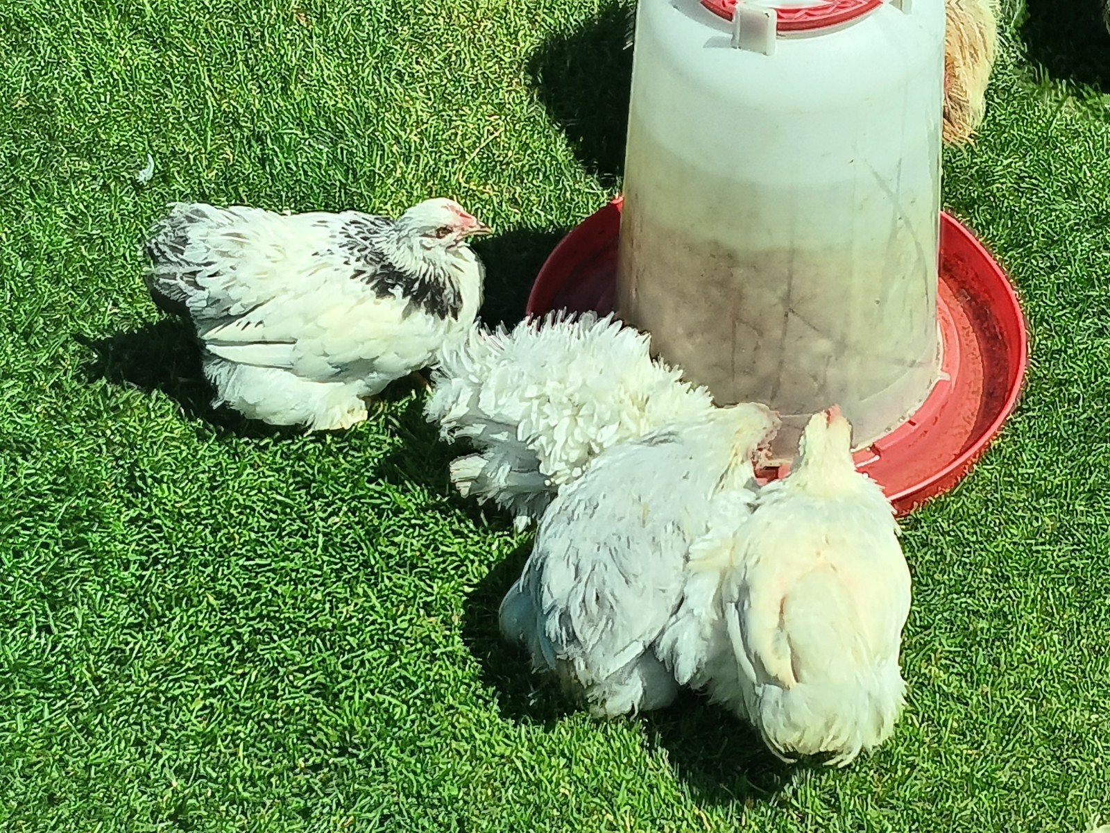 Cochin kriel haantjes, Dieren en Toebehoren, Pluimvee, Mannelijk, Kip
