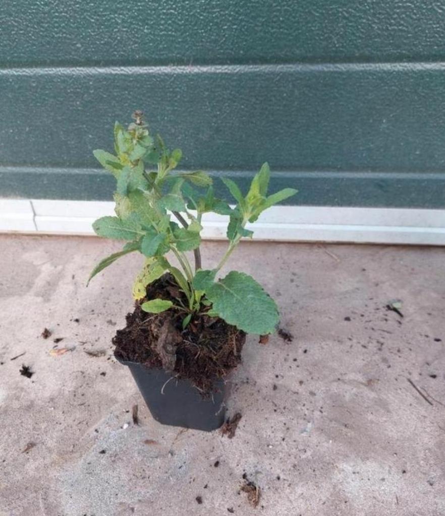 Salvia nemorosa blaukönigin, Volle zon, Vaste plant, Zomer, Ophalen