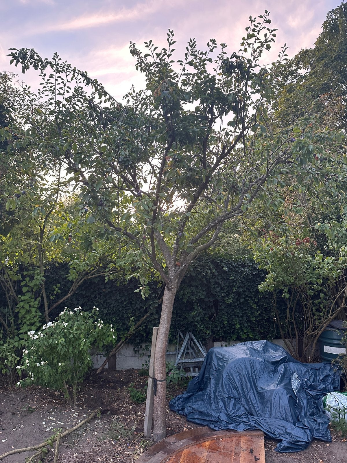 Pruimenboom - 3,5 meter, Tuin en Terras, Overige soorten, Lente, 250 tot 400 cm, Ophalen