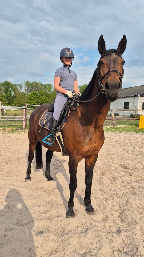 westfalen merrie / c pony/ jaarling welsh te koop, Merrie, ZZ, Gechipt, 160 tot 165 cm