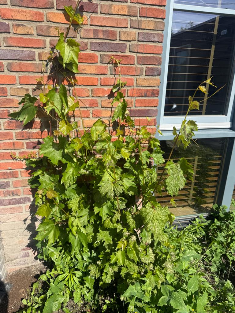 Druivenplant (Vitis vinifera), Ophalen, Volle zon, Vaste plant, Fruitplanten