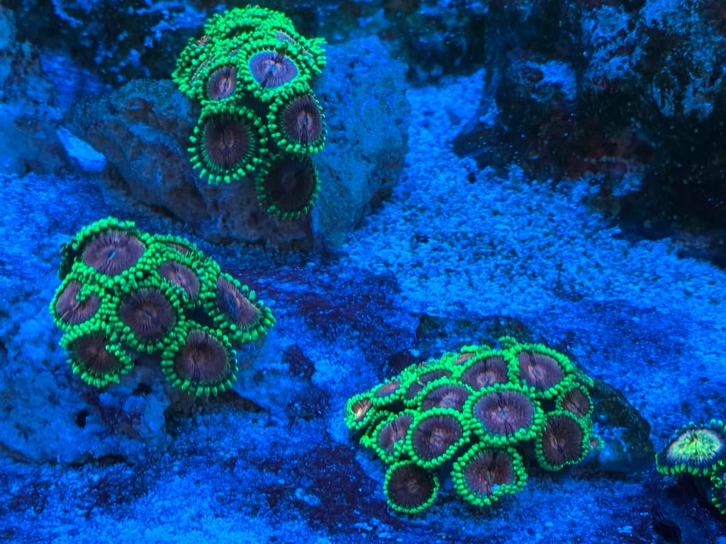 Zoanthus Pink Diamond koraal, Dieren en Toebehoren, Overige typen